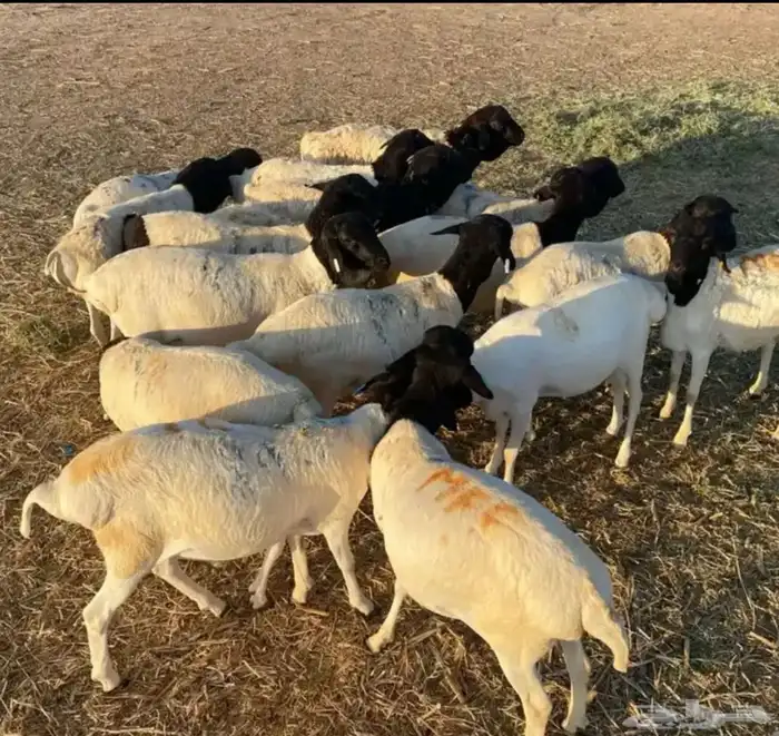 طليان برابر مربى 1