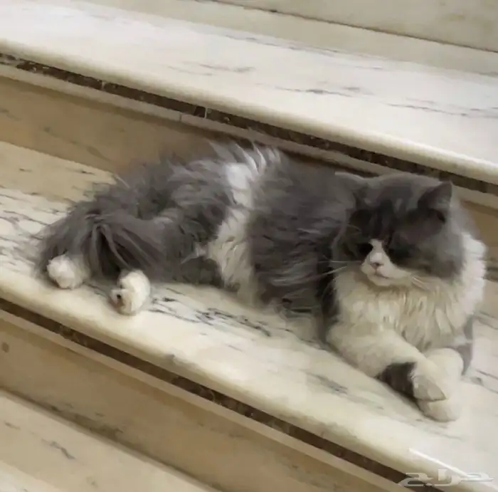 قطو ضايع ب سوق (السوريين) 2