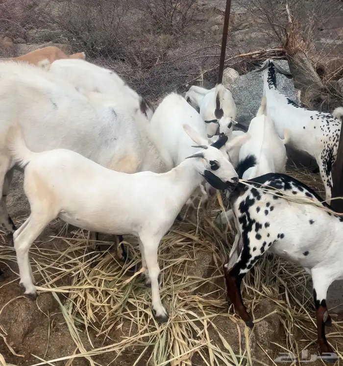 ماعز بيشي فاخر مرخ وكحل 7