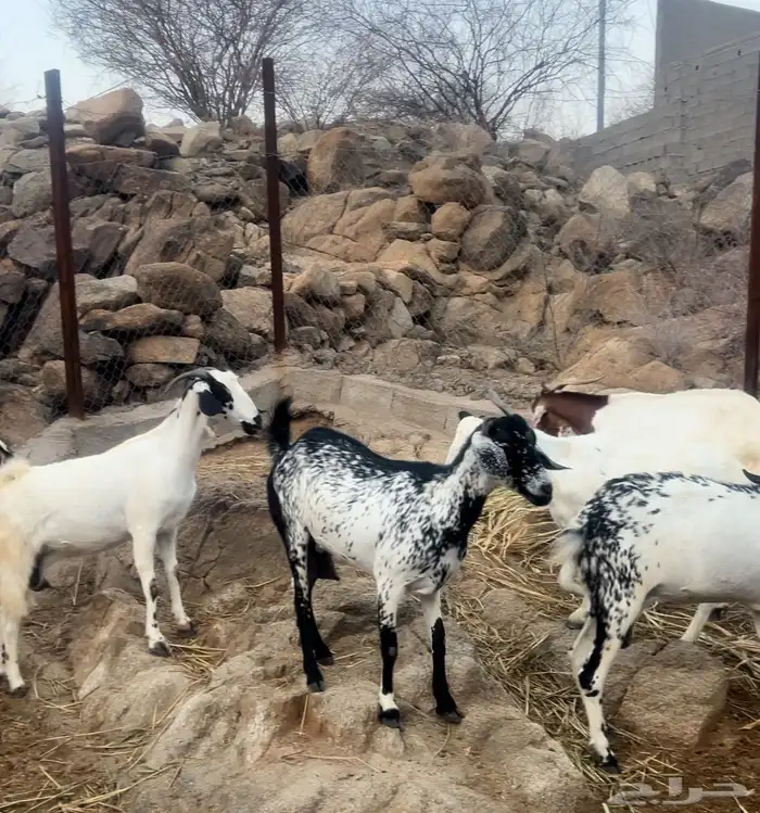 ماعز بيشي فاخر مرخ وكحل 2