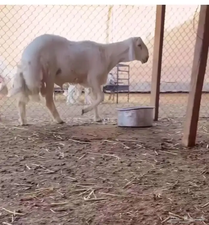 مشروع فحل صنف مطور 0