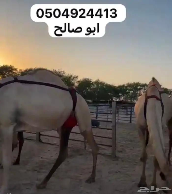 للبيع ابل هجن كفو سلالات طيبه على الجذاب الهرش والصايل و 2
