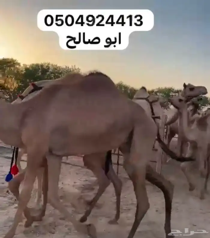 للبيع ابل هجن كفو سلالات طيبه على الجذاب الهرش والصايل و 8