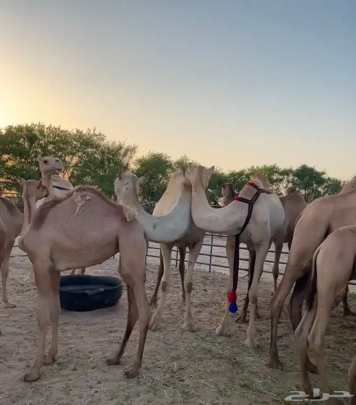 للبيع ابل هجن كفو سلالات طيبه على الجذاب الهرش والصايل و 11