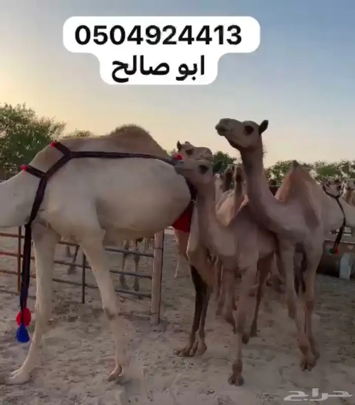 للبيع ابل هجن كفو سلالات طيبه على الجذاب الهرش والصايل و 9