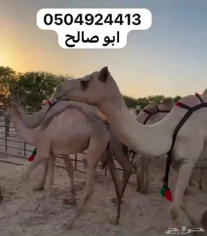 للبيع ابل هجن كفو سلالات طيبه على الجذاب الهرش والصايل و 6