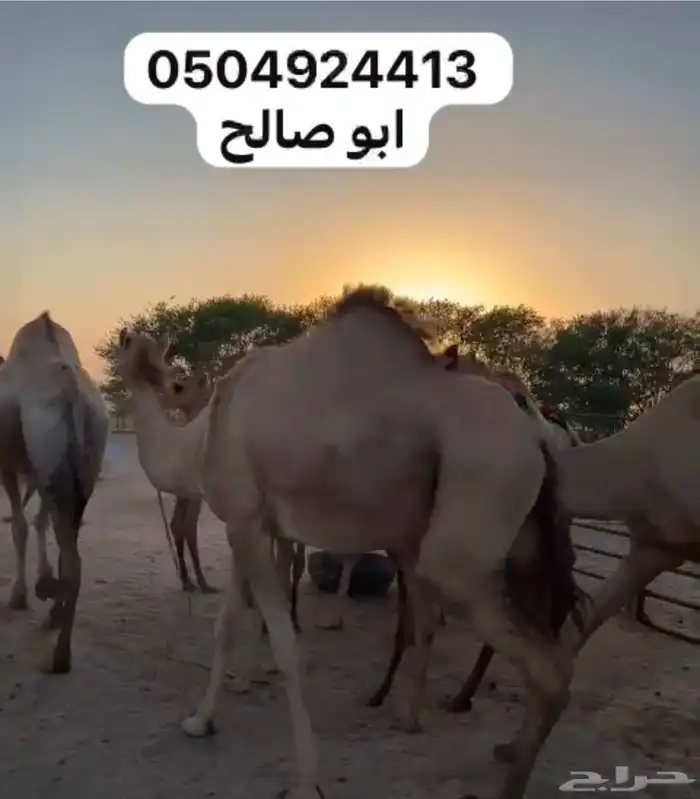 للبيع ابل هجن كفو سلالات طيبه على الجذاب الهرش والصايل و 5