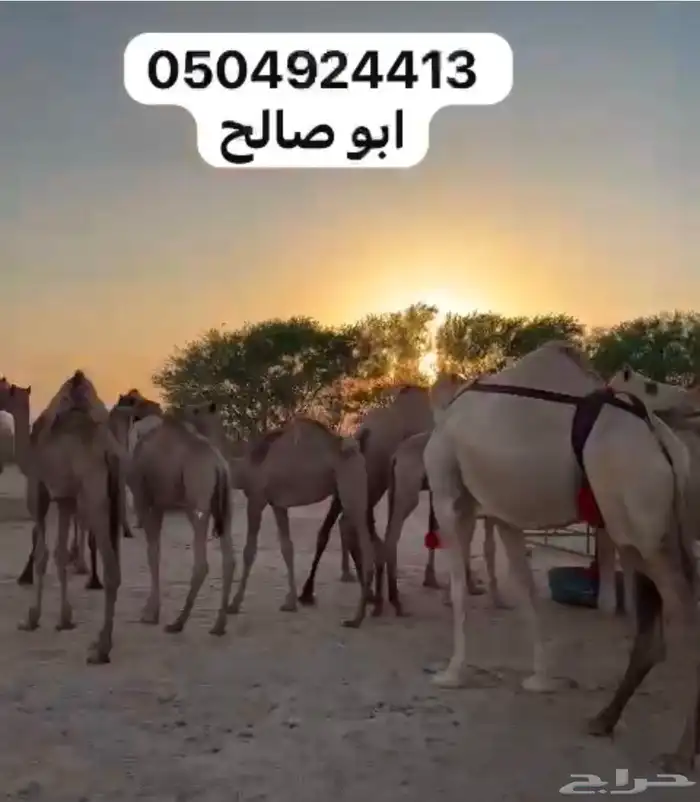 للبيع ابل هجن كفو سلالات طيبه على الجذاب الهرش والصايل و 0