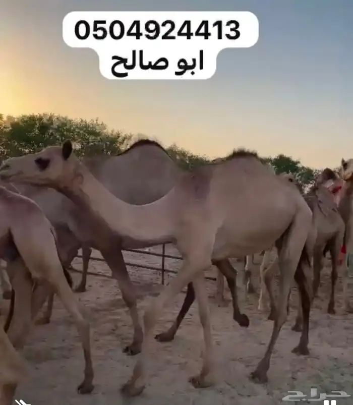 للبيع ابل هجن كفو سلالات طيبه على الجذاب الهرش والصايل و 3
