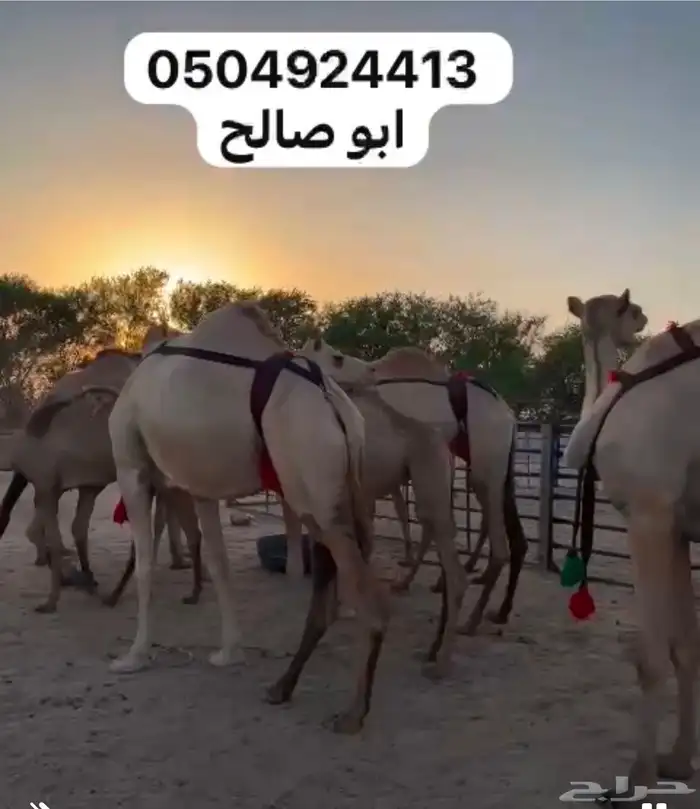 للبيع ابل هجن كفو سلالات طيبه على الجذاب الهرش والصايل و 1