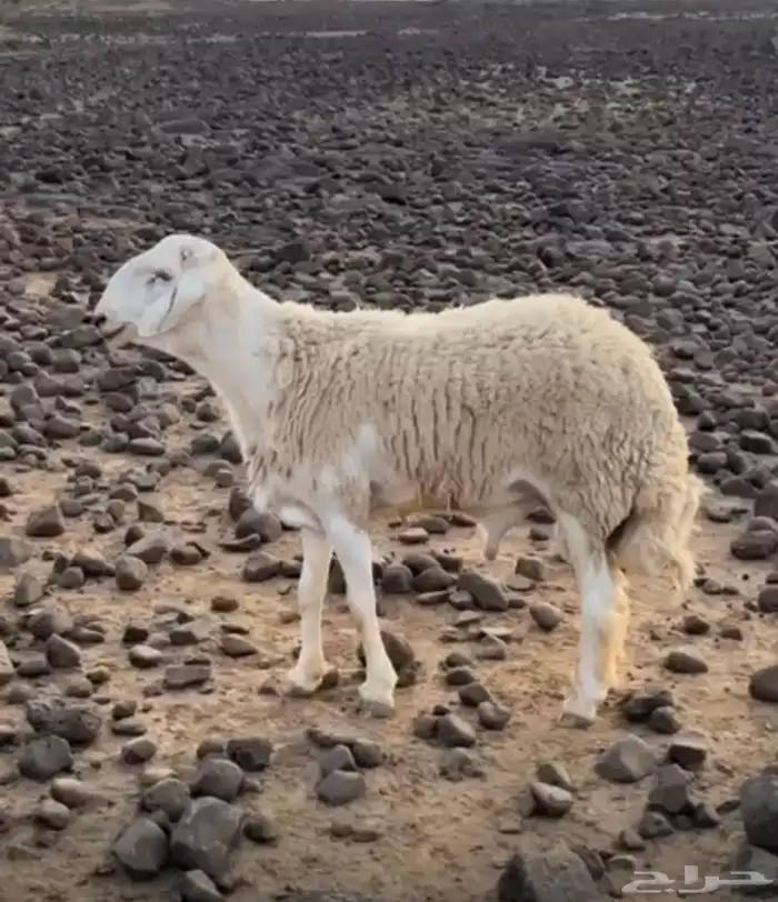 طلي حري صنف 0