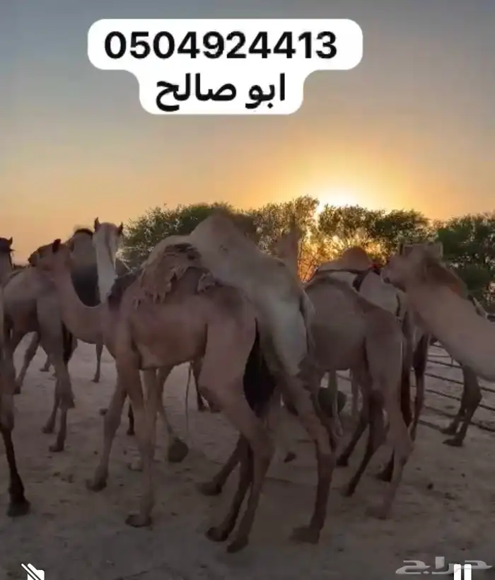 للبيع ابل هجن كفو سلالات طيبه على الجذاب الهرش والصايل و 4