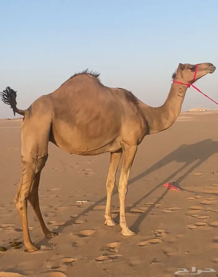 هجن بنت شاهين الصلف من هجن عامر الرفاده 1