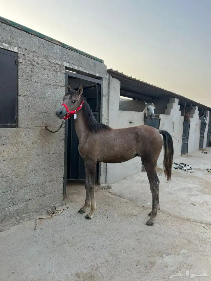 مطلوب سايس خيل 0