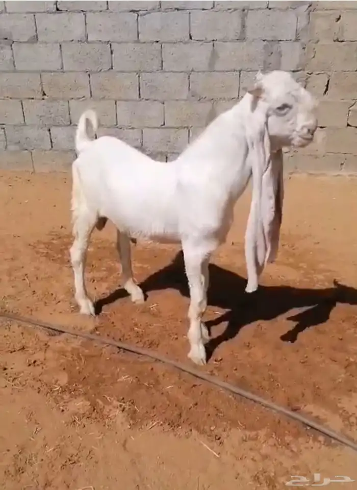 عرض بيع تيس ابيض ابرص 0