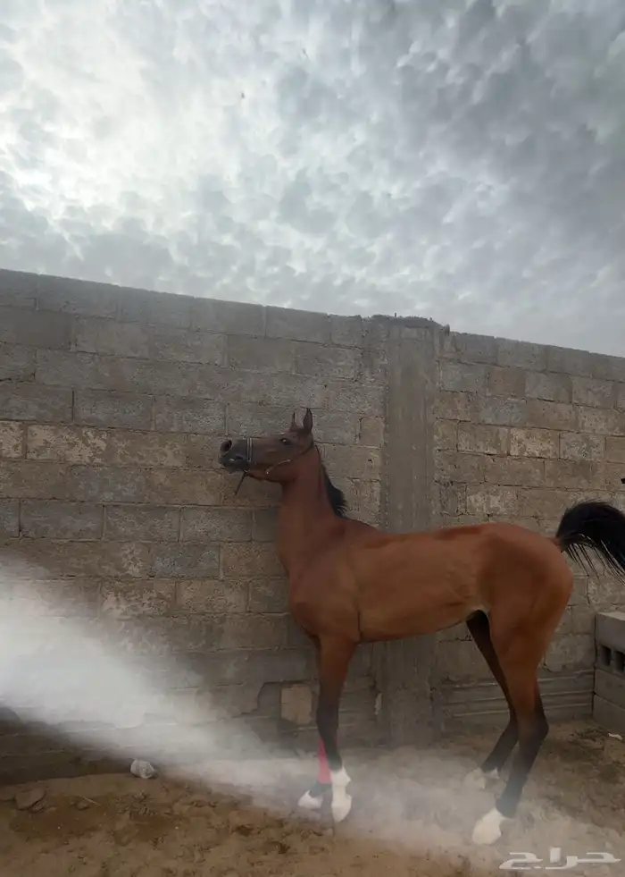 فرس شعبي عربيه كفو 1
