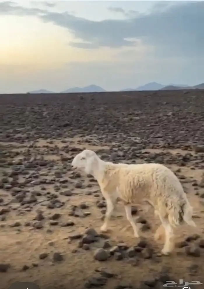 طلي حري صنف 2