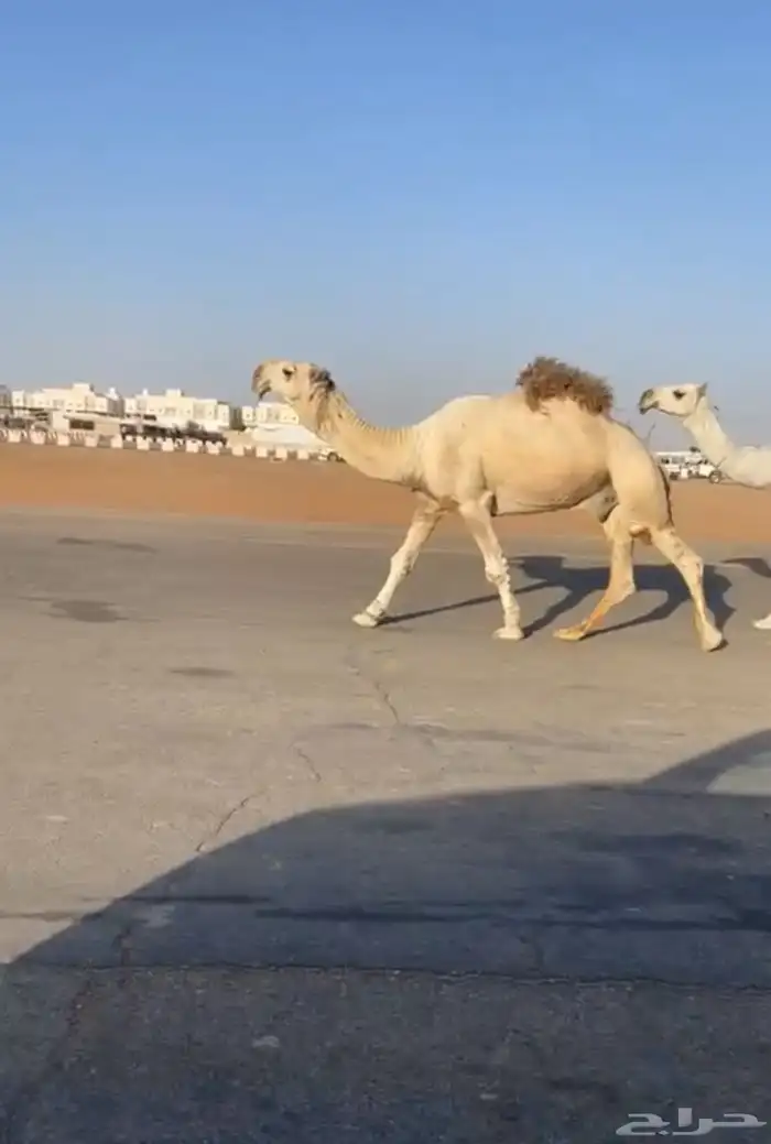 بعير حيسوني 0