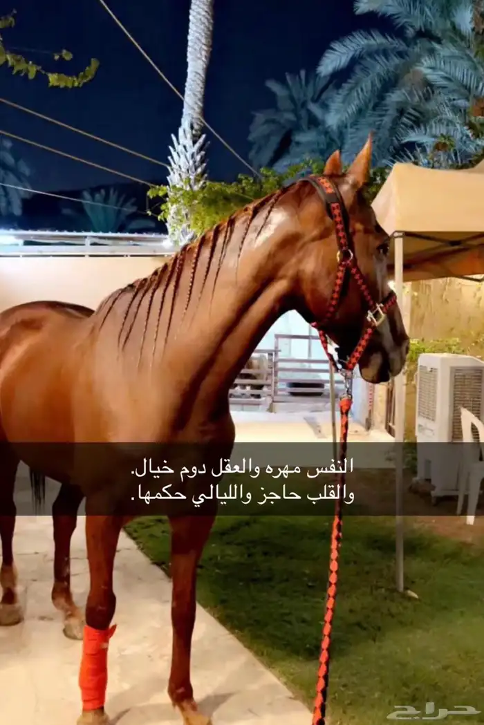 فرس انقليزيه 1