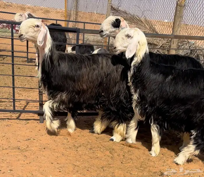 للبيع نجد خصم متبع ورخال 5