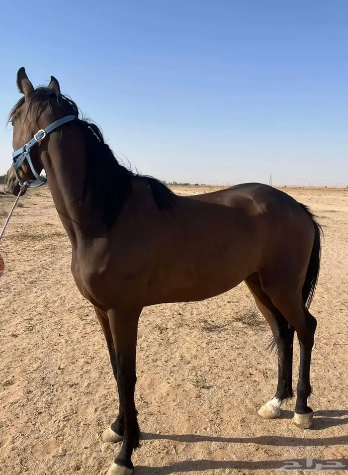 خيل انجليزي 0