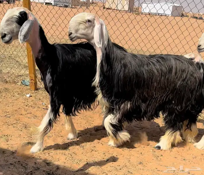 للبيع نجد خصم متبع ورخال 1