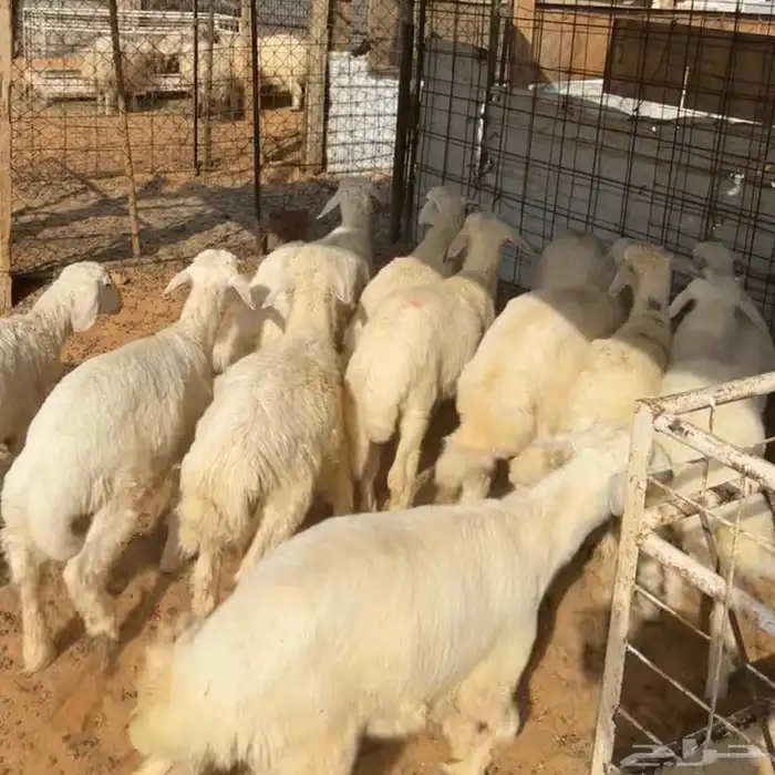 خرفان حري ( تم البيع ) 0