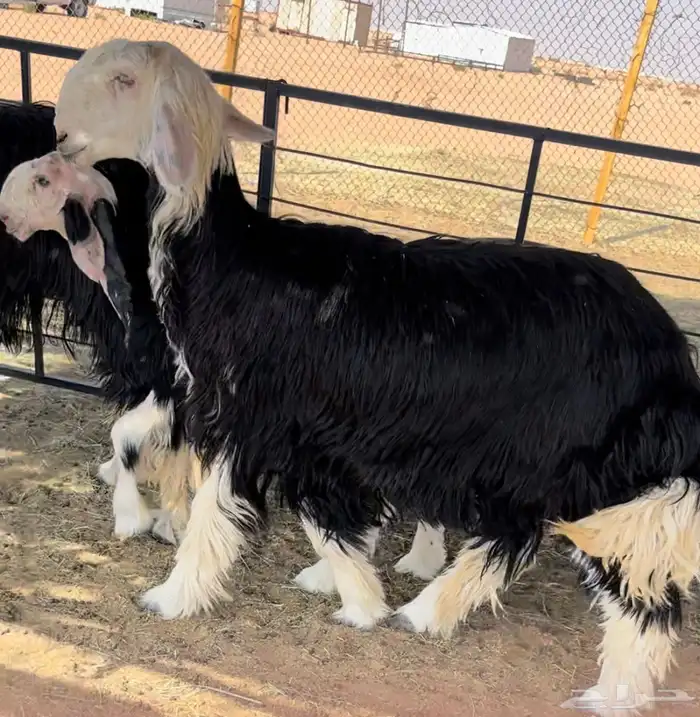 للبيع نجد خصم متبع ورخال 3