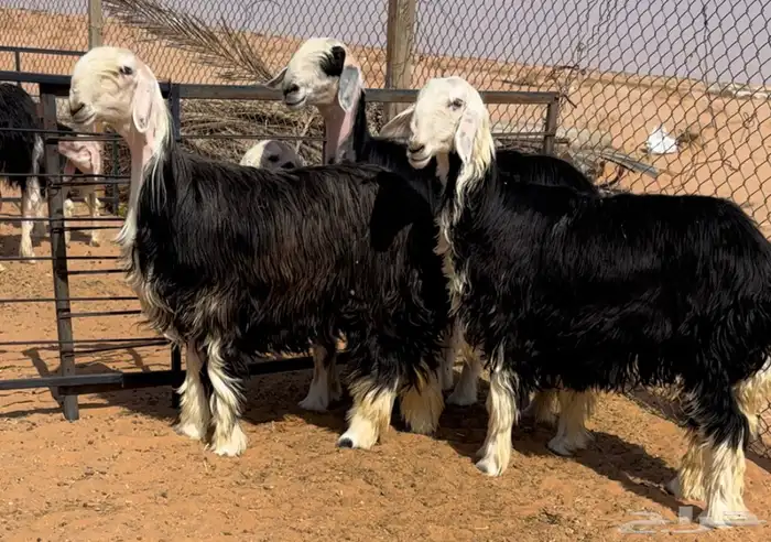 للبيع نجد خصم متبع ورخال 4