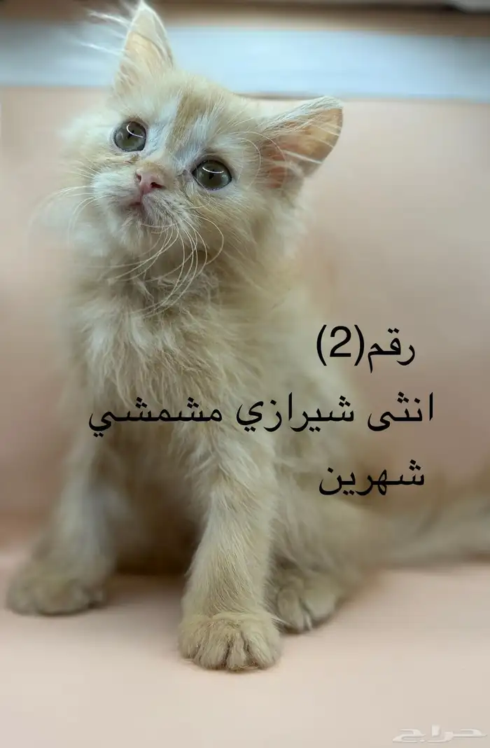 كتن   بيكي فيس   شيرازي   هاف بكي 1