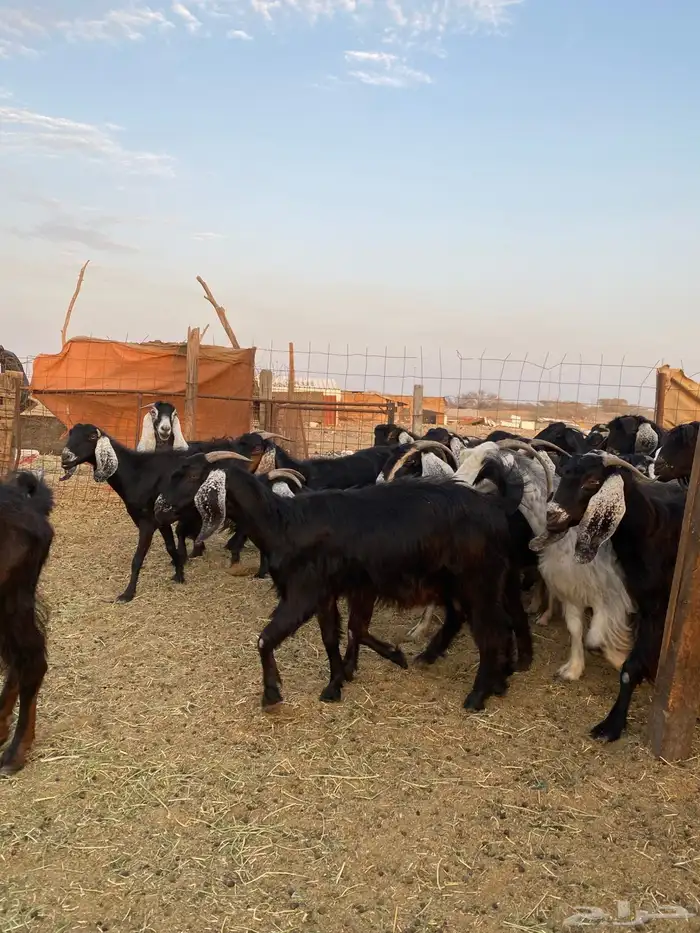 للبيع معزا عوارض وحريات بالفحل مضاريع ودفيع 4