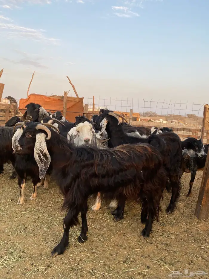 للبيع معزا عوارض وحريات بالفحل مضاريع ودفيع 6