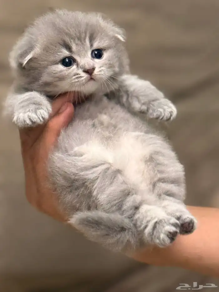 قط اسكوتش عمر 3 اسابيع 3