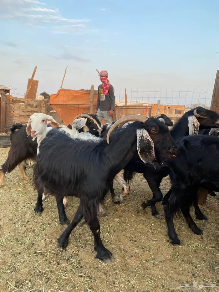للبيع معزا عوارض وحريات بالفحل مضاريع ودفيع 20