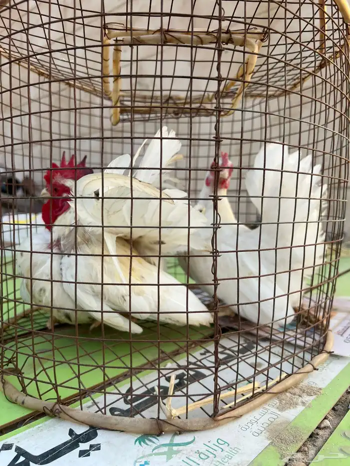 دجاج جبنيز 0