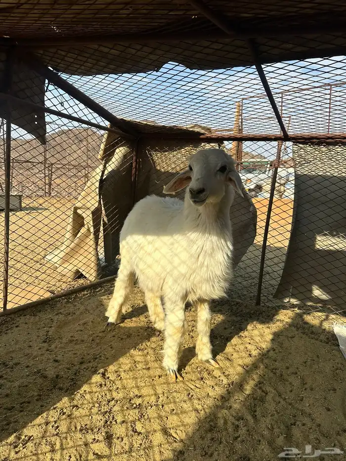 طلي 0