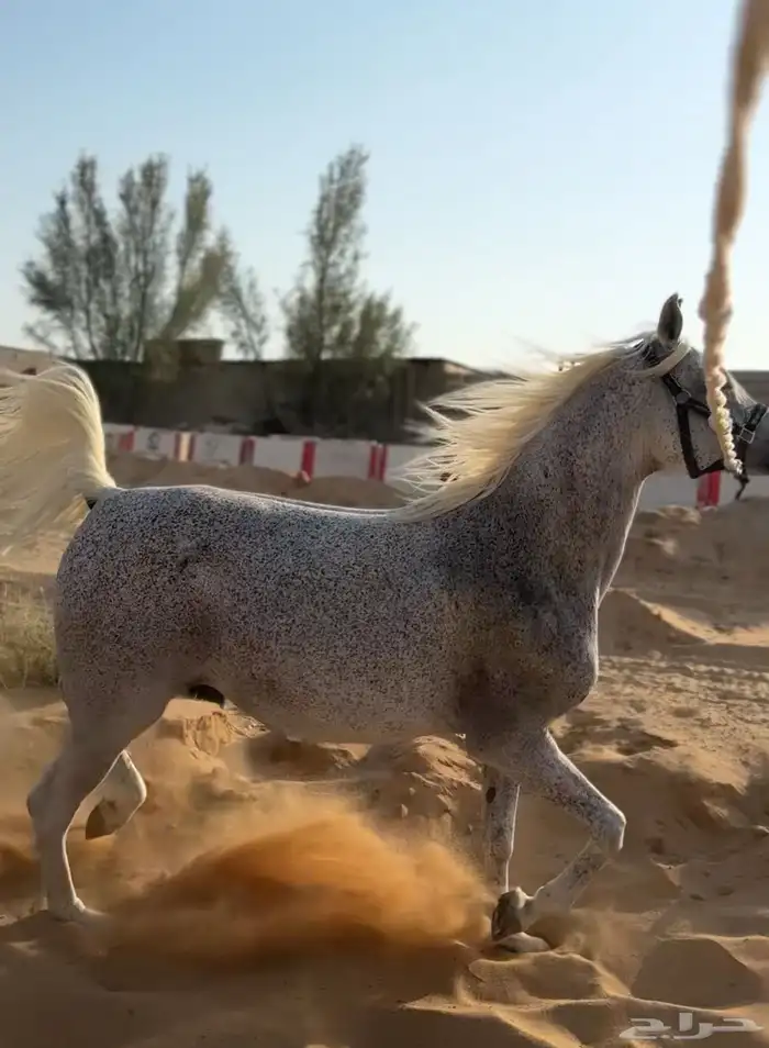 مربط المميز للايواء 5