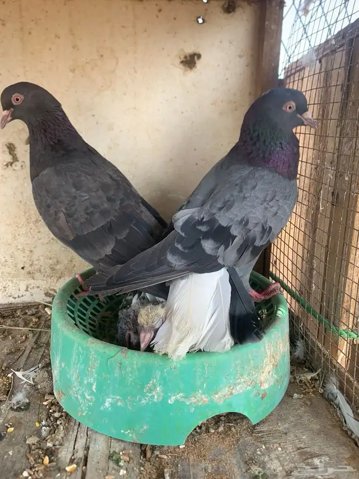 حمام قلابي 2