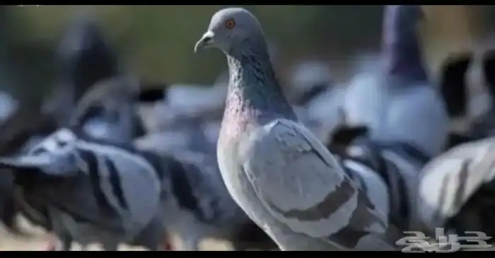 حمام بري للبيع 0