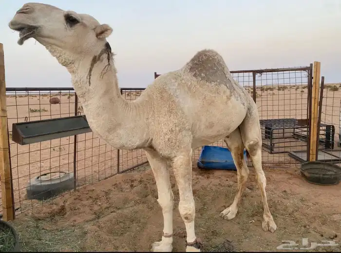 لبيع بعير 0