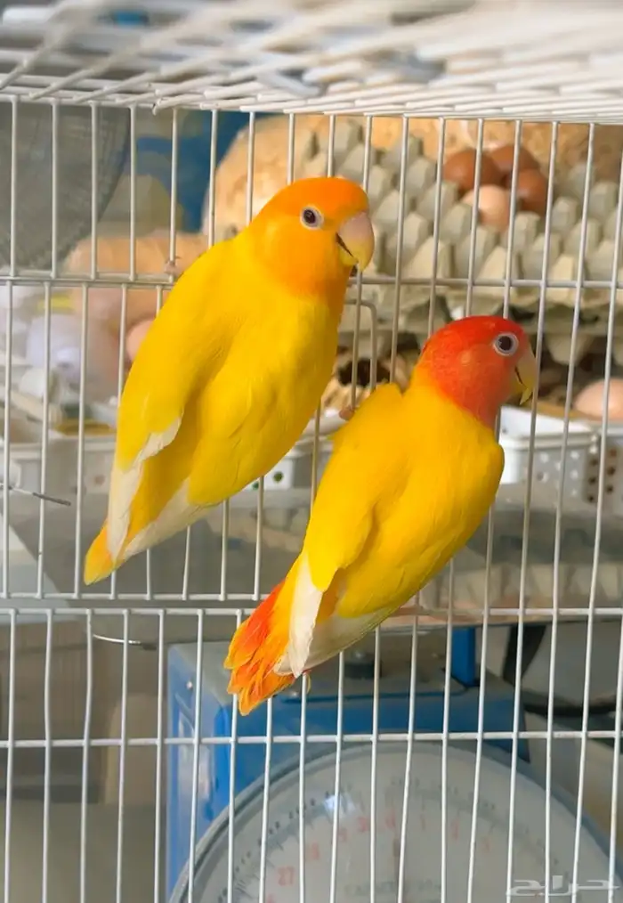 روز اورنج اوبلاين فاخر 0