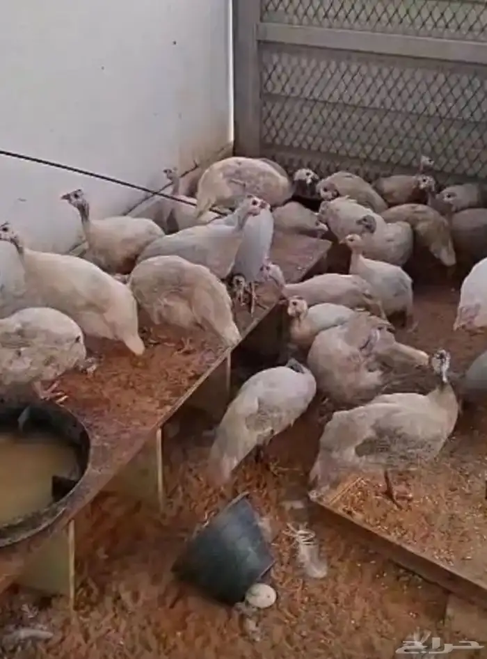 دجاج حبشي لبيع 0