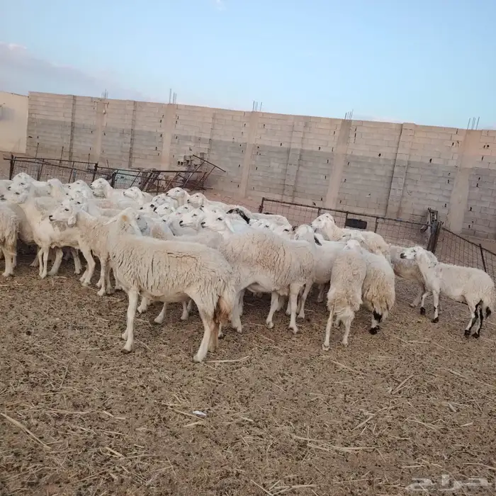 للبيع مراح واحد ضان حريات حرش مقنوي نضيفه ومشروطه ودفيع 0