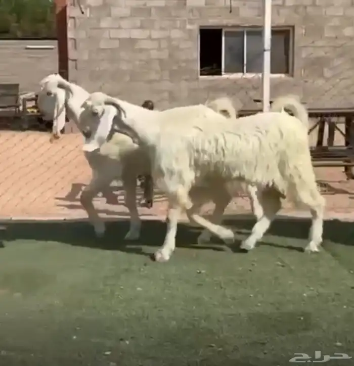مشاريع تيوس مشاريك مصري بيض 0