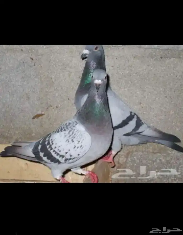 حمام بري نضيف شرط للبيع. 0