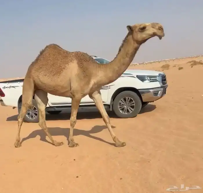 بكره حقه شعلا كفو. 2