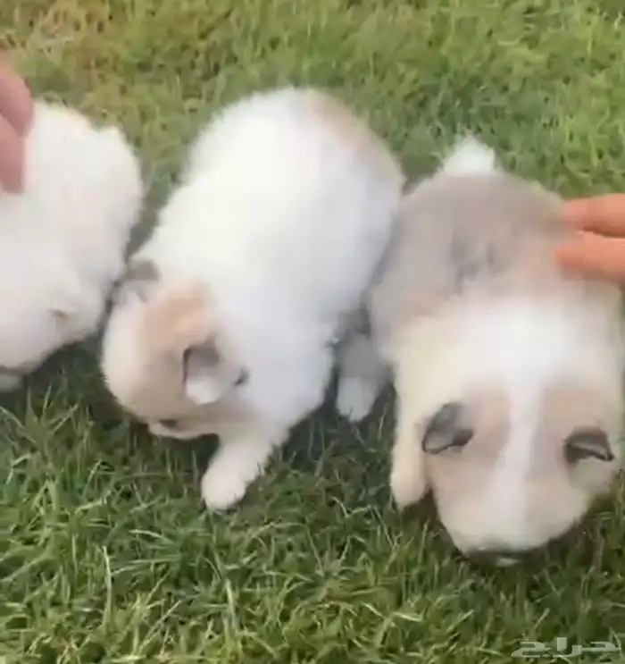 جراوي بومرنيان 5