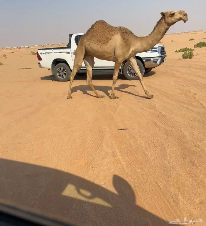 بكره حقه شعلا كفو. 0