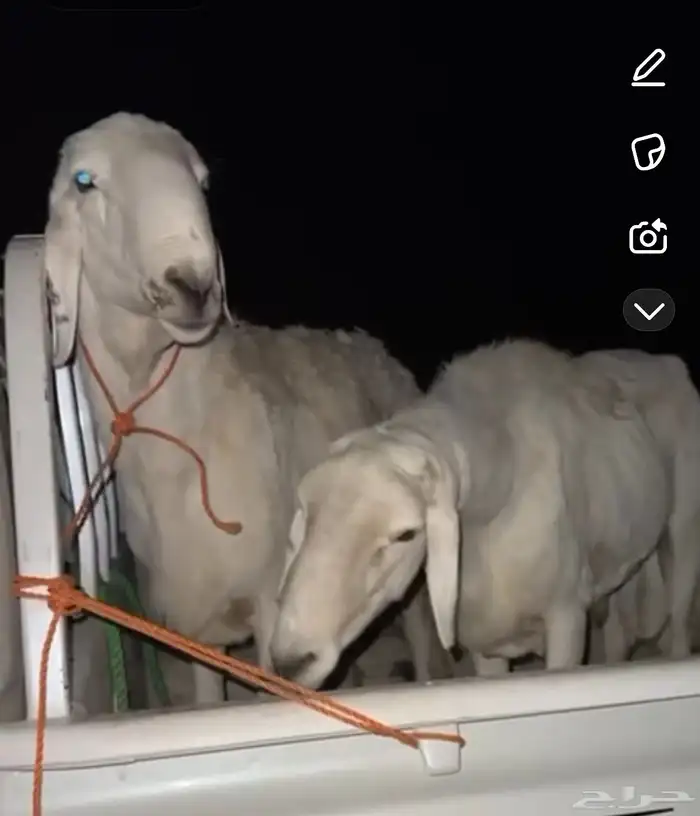 خروف فحل اثنين طيبات لتفاصيل وت ساب متوجها الي الخرج 1