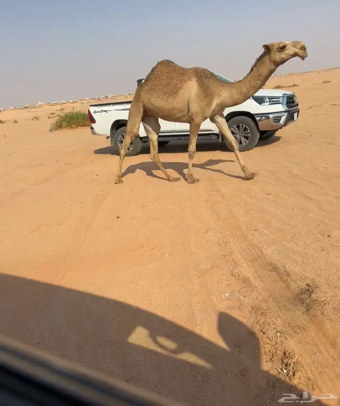 بكره حقه شعلا كفو. 1